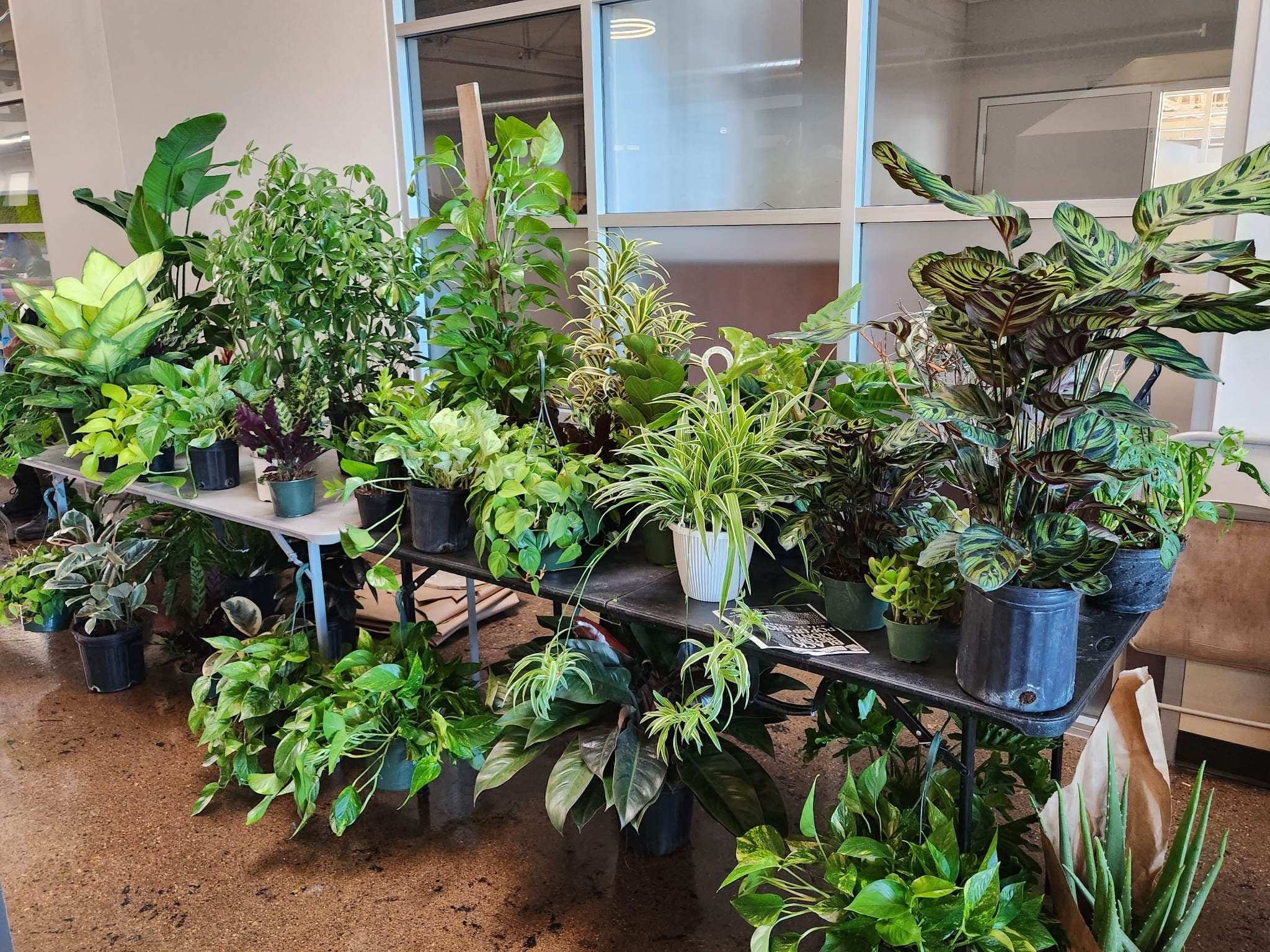 Tays secret garden 2